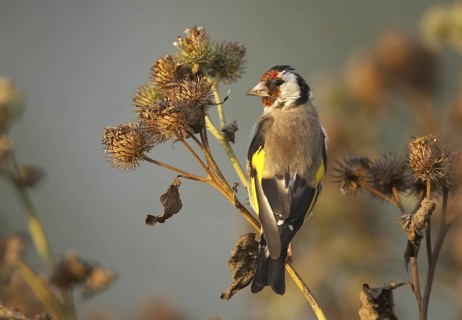 European Goldfinch (Carduelis carduelis) male, Mecklenburg-Western Pomerania, Germany