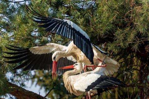 Two storks mating in a tree with their wings wide open, White Stork (Ciconia ciconia), wildlife,