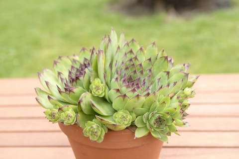 Houseleek (Sempervivum), Gartencafé Sonntagsgrün, Drispeth, Mecklenburg-Vorpommern, Germany