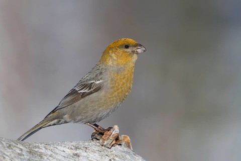 Pine Grosbeak - Hakengimpel - Pinicola enucleator, Finland