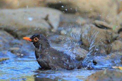Common Blackbird (Turdus merula) male bathing, Andalusia, Spain