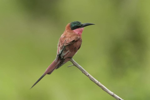 Southern Carmine Bee-eater (Merops nubicoides), Mpumalanga, South Africa
