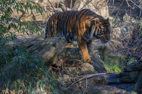 One Sumatran tiger (Panthera tigris sondaica, syn. Panthera tigris sumatrae) walking through dense
