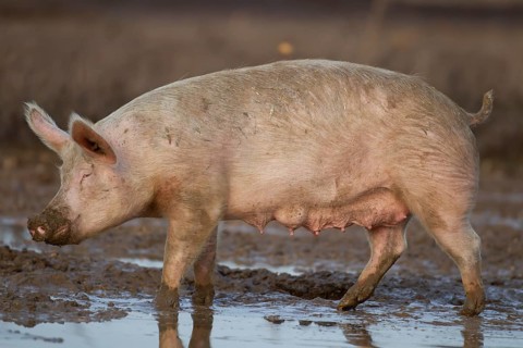 Domestic pig (Sus scrofa domesticus) adult farm animal standing in mud in a field, England, United