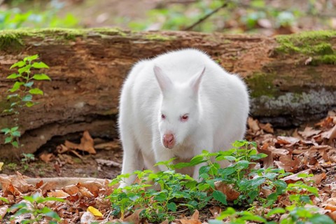 An albino red-necked wallaby or Bennett's wallaby (Macropus rufogriseus) sits on the leaf covered