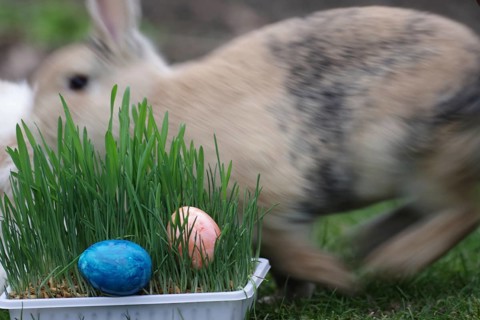 Easter, Easter egg, Easter nest, Easter bunny, rabbit, movement, running, green grass with two
