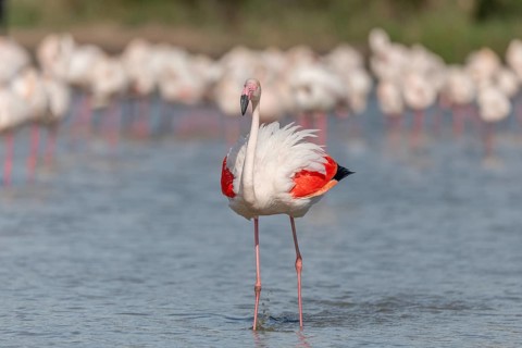 Flamingo (Phoenicopterus roseus) in a pond of a nature reserve. Saintes Maries de la Mer, Parc