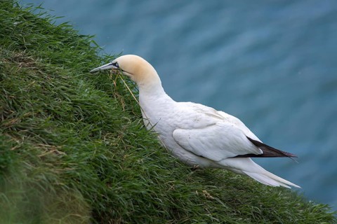 Northern Gannet (Morus bassanus), with nesting material in beak, Bempton Cliffs, United Kingdom