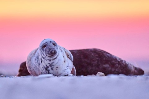 Grey seal (Halichoerus grypus) lying on the beach at sunset, Düne, Helgoland, Schleswig-Holstein,