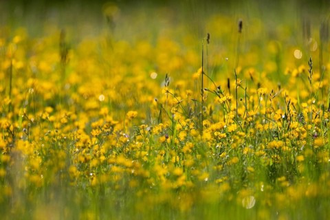 Flower meadow, Ranunculus acris, Rosensteinpark, Stuttgart, Baden-Württemberg, Germany