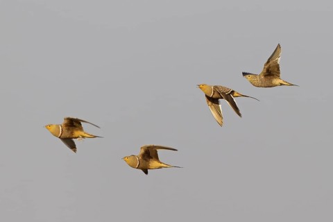 Namaqua Sandgrouse (Pterocles namaqua) flying, Oshikoto, Etosha National Park, Namibia