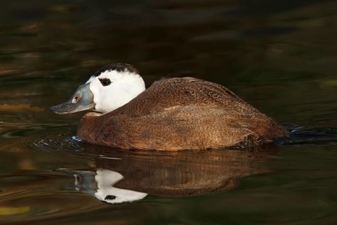 White-headed Duck (Oxyura leucocephala) male, North Rhine-Westphalia, Germany