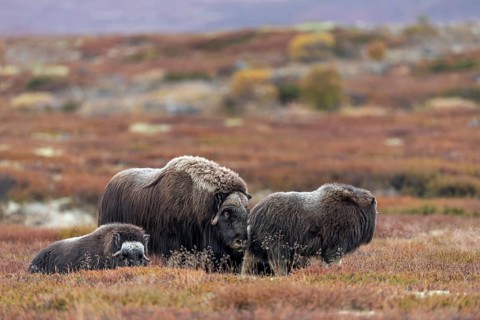 A musk ox bull (Ovibos moschatus) stands relaxed between a group of resting calves, baby animals,
