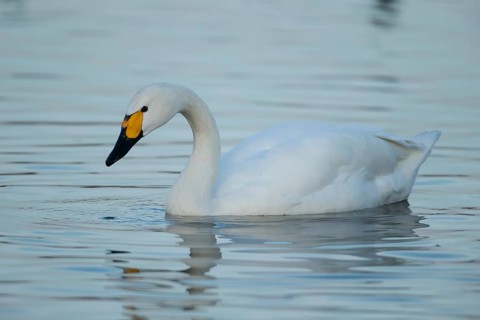 Bewick's swan (Cygnus columbianus) adult bird on a lake, England, United Kingdom