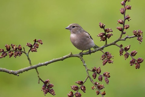 Common Chaffinch (Fringilla coelebs) male, Berlin, Germany