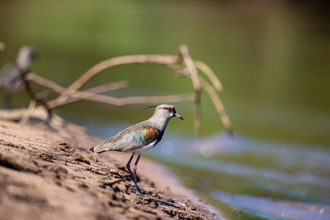 Bronze lapwing (Vanellus chilensis) Pantanal Brazil