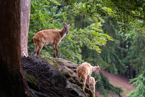 Three female Himalayan tahr (Hemitragus jemlahicus) stand on a rock in a green forest