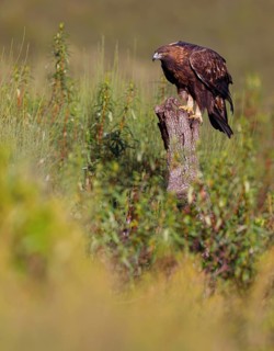 Golden Eagle, (Aquila chrysaetos), bird of prey, hawk family, perch, biotope, habitat, foraging, El