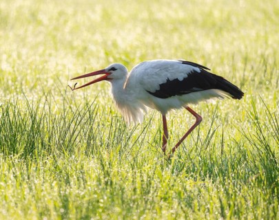 White stork (Ciconia ciconia) has caught an earthworm while foraging in a meadow, dew beads on the