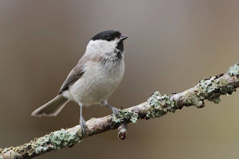 Marsh Tit (Poecile palustris), Sweden