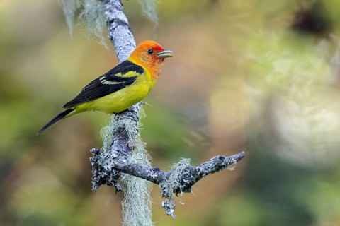 Western Tanager (Piranga ludoviciana) perched on a branch in Victoria, BC, Canada