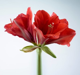 Amaryllis blossoms (Hippeastrum striatum)