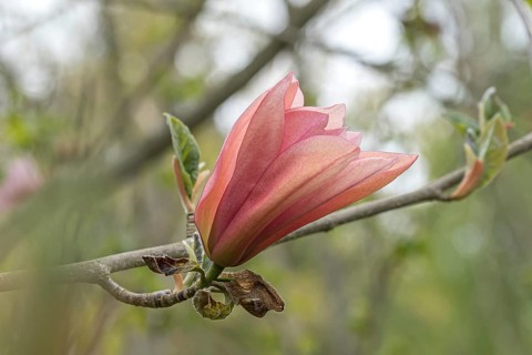 Magnolia (Magnolia 'Sunset Swirl'), Arboretum calf, Germany