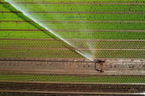 A field is artificially irrigated, water is sprayed onto the field via an irrigation system, field