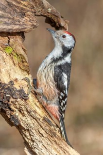 Middle spotted woodpecker (Dendrocoptes medius) on a branch in the forest. Bas-Rhin, Alsace, Grand