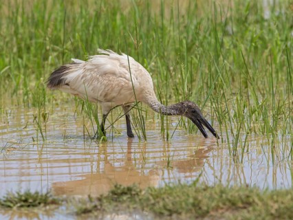 Black-headed Ibis (Threskiornis melanocephalus) foraging, Sri Lanka