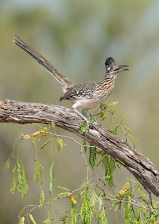 Greater Roadrunner (Geococcyx californianus), Arizona, USA