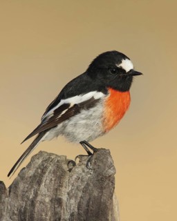 Scarlet Robin (Petroica boodang) male, Australian Capital Territory, Australia