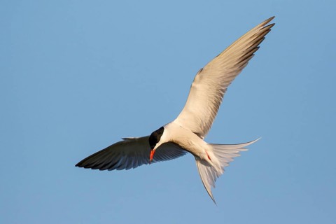 Common Tern (Sterna hirundo) flying, Greece