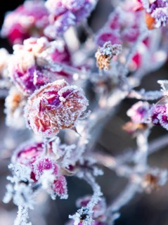 Frozen pink flowers covered with ice crystals in the cold winter world