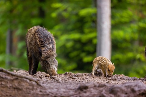 A female wild boar or wild pig (Sus scrofa) and her piglet search for food on the forest floor