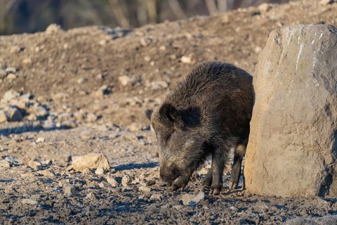 One wild boar or wild pig (Sus scrofa), scratching himself at a big stone. Early morning light