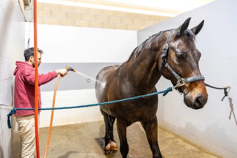 Casual caucasian man standing washing a horse with water in a rehabilitation center of hydrotherapy