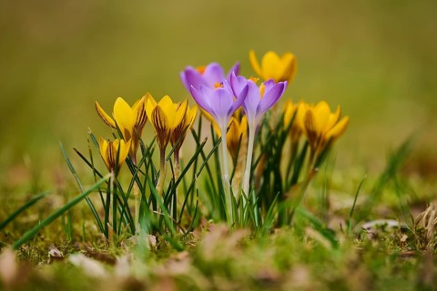 Spring Crocus or Giant Crocus (Crocus cultivars) flowering colourful in spring on a meadow,