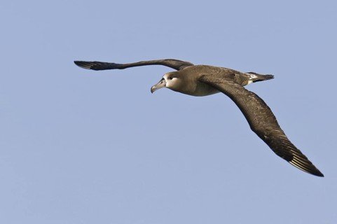 Black-footed Albatross (Phoebastria nigripes), Hawaii, USA