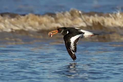 Eurasian Oystercatcher (Haematopus ostralegus) adult wading bird in flight over a coast shoreline