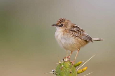 Zitting Cisticola - Zistensänger - Cisticola juncidis ssp. cisticola, Morocco