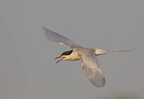 Forster's Tern (Sterna forsteri) flying, North Dakota, USA