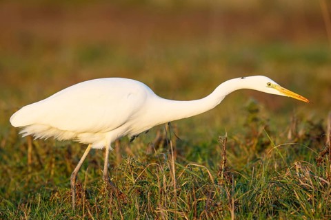 Great Egret (Ardea alba) foraging, North Rhine-Westphalia, Germany