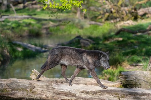 One Timberwolf, Canis lupus lycaon, walking over a fallen tree to cross a creek. Trees, creek and