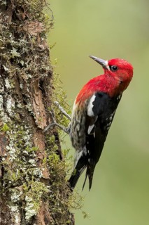 Red-breasted Sapsucker (Sphyrapicus ruber) perched on a branch in Victoria, BC, Canada