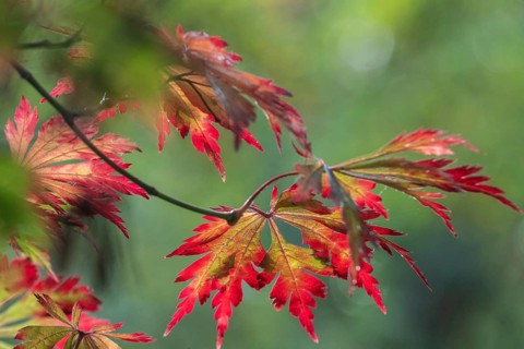 Adenhut leaf maple (Acer japonicum aconitifolium), autumn leaves, Emsland, Lower Saxony, Germany