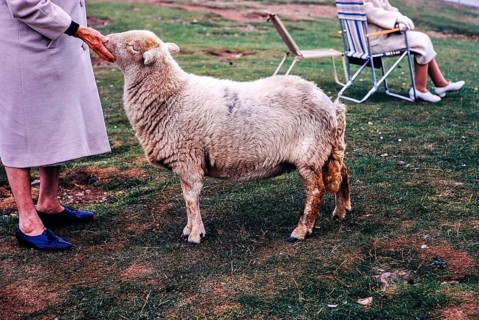 Frau streichelt Schafe, Great Orme, Llandudno, Nordwales, UK 7. September 1969