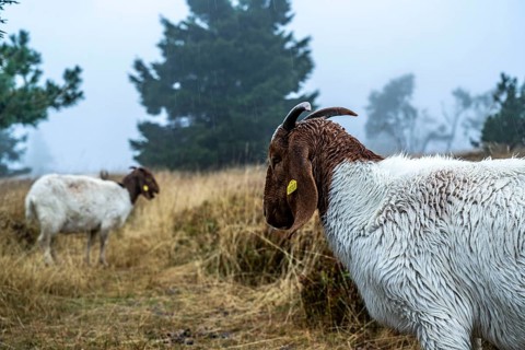 The high heath on the Kahler Asten, mountain in the Sauerland, in autumn fog, herd of cattle,