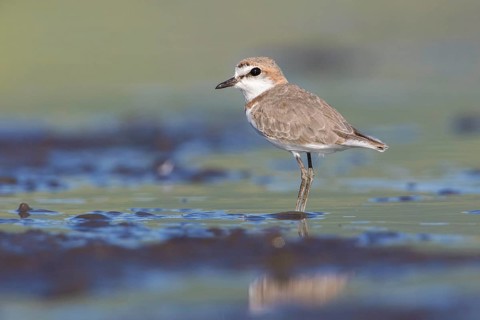 Chestnut-banded Plover (Charadrius pallidus) foraging in the mud, Lake Natron, Tanzania