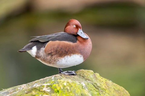 Ferruginous duck (Aythya nyroca) standing on a rock, Bavaria, Germany